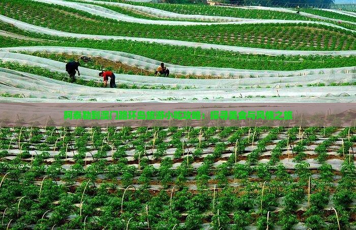 阿泰勒到澳门路环岛旅游小吃攻略：探寻美食与风情之旅