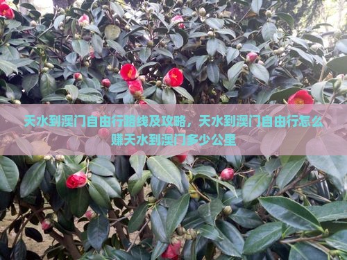 天水到澳门自由行路线及攻略，天水到澳门自由行怎么赚天水到澳门多少公里