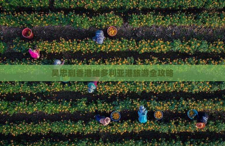 吴忠到香港维多利亚港旅游全攻略