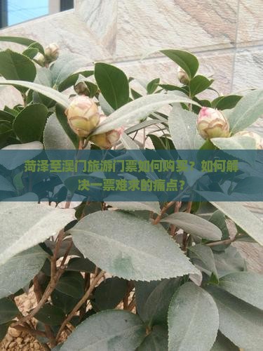 菏泽至澳门旅游门票如何购买？如何解决一票难求的痛点？