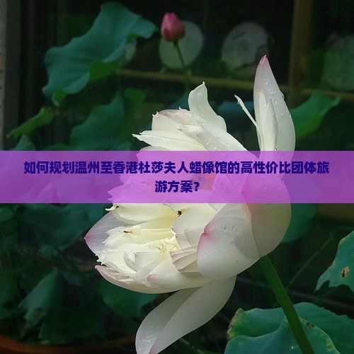 如何规划温州至香港杜莎夫人蜡像馆的高性价比团体旅游方案？