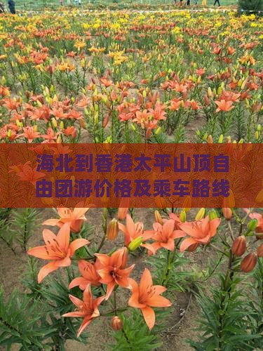海北到香港太平山顶自由团游价格及乘车路线