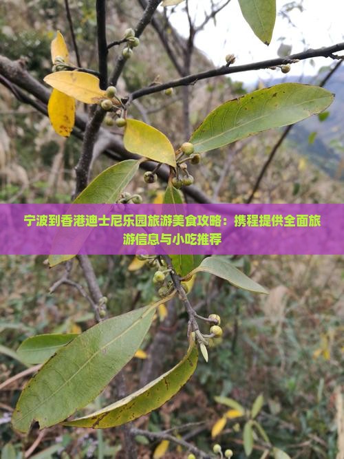宁波到香港迪士尼乐园旅游美食攻略：携程提供全面旅游信息与小吃推荐
