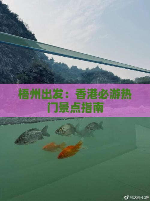 梧州出发：香港必游热门景点指南