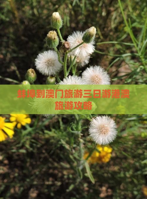 蚌埠到澳门旅游三日游港澳旅游攻略