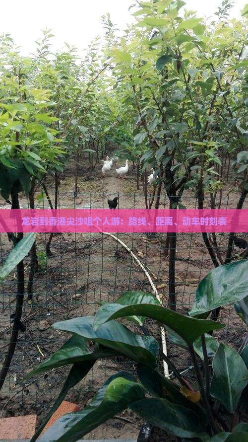 龙岩到香港尖沙咀个人游：路线、距离、动车时刻表