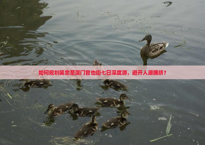 如何规划吴忠至澳门官也街七日深度游，避开人潮拥挤？