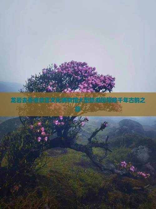 龙岩去香港故宫文化博物馆大型旅游团领略千年古韵之旅