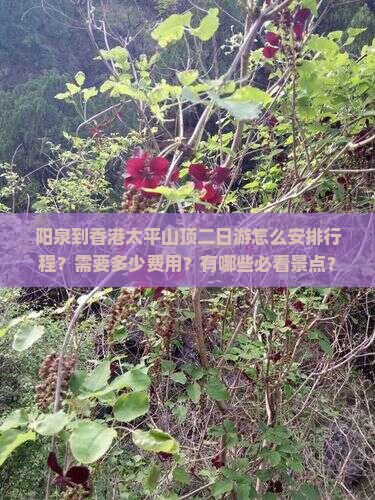 阳泉到香港太平山顶二日游怎么安排行程？需要多少费用？有哪些必看景点？