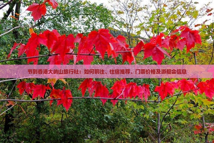 节到香港大屿山旅行社：如何前往、住宿推荐、门票价格及游艇会信息