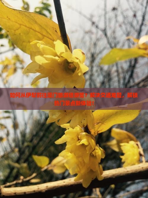 如何从伊犁前往澳门旅游塔游览？解决交通难题，解锁热门景点新体验！