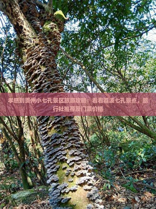 孝感到贵州小七孔景区旅游攻略：看看荔波七孔景点，旅行社推荐及门票价格