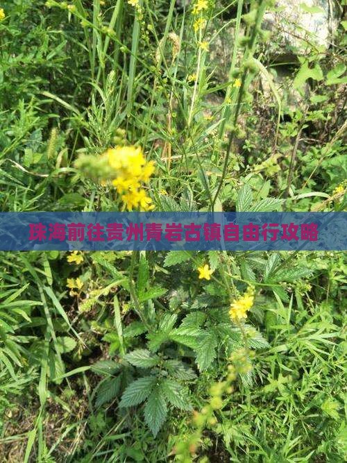 珠海前往贵州青岩古镇自由行攻略