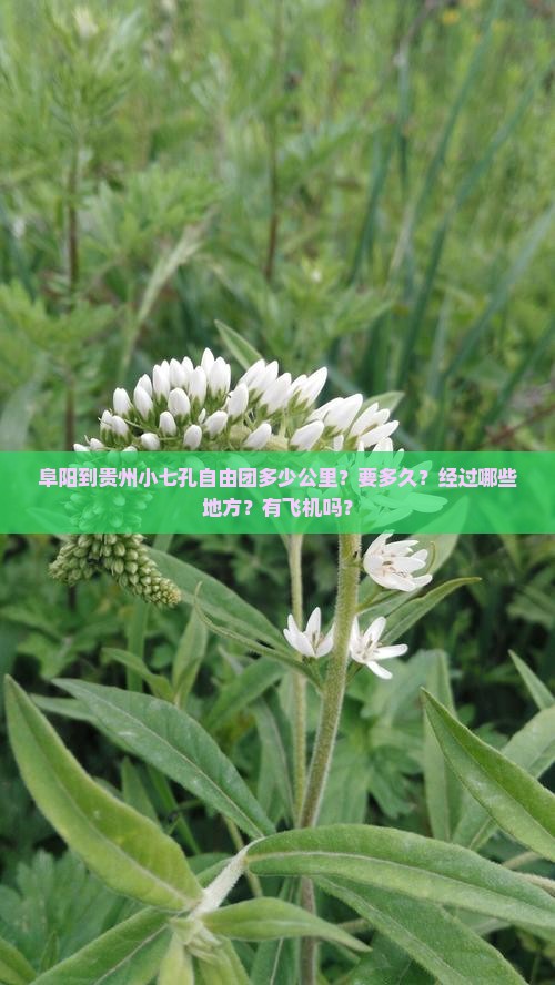 阜阳到贵州小七孔自由团多少公里？要多久？经过哪些地方？有飞机吗？