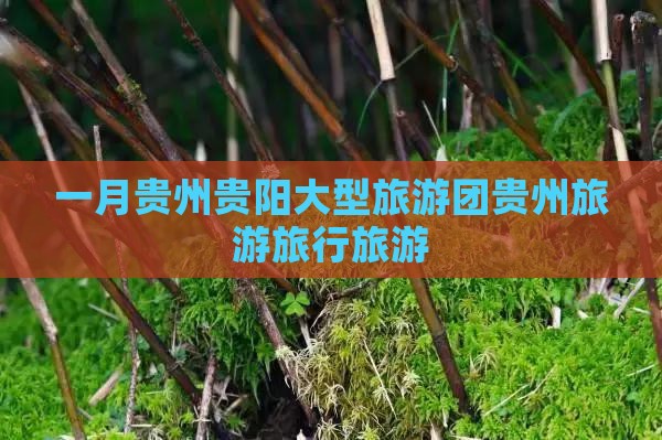 一月去贵州贵阳大型旅游团
