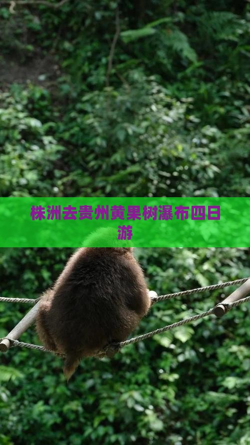 株洲去贵州黄果树瀑布四日游