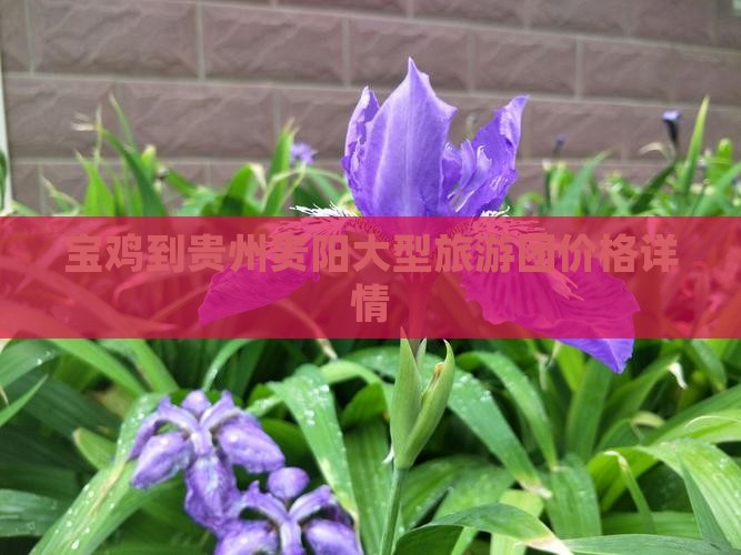 宝鸡到贵州贵阳大型旅游团价格详情