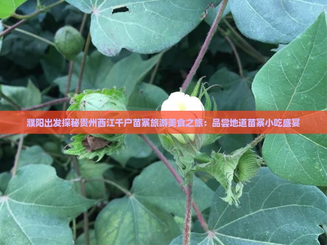 濮阳出发探秘贵州西江千户苗寨旅游美食之旅：品尝地道苗寨小吃盛宴