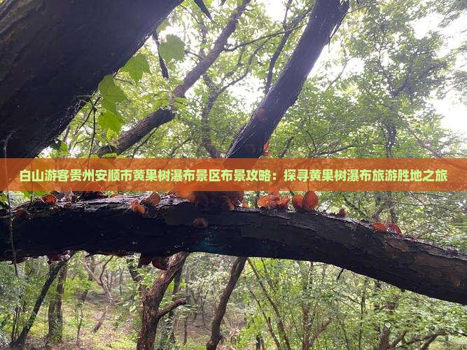白山游客贵州安顺市黄果树瀑布景区布景攻略：探寻黄果树瀑布旅游胜地之旅