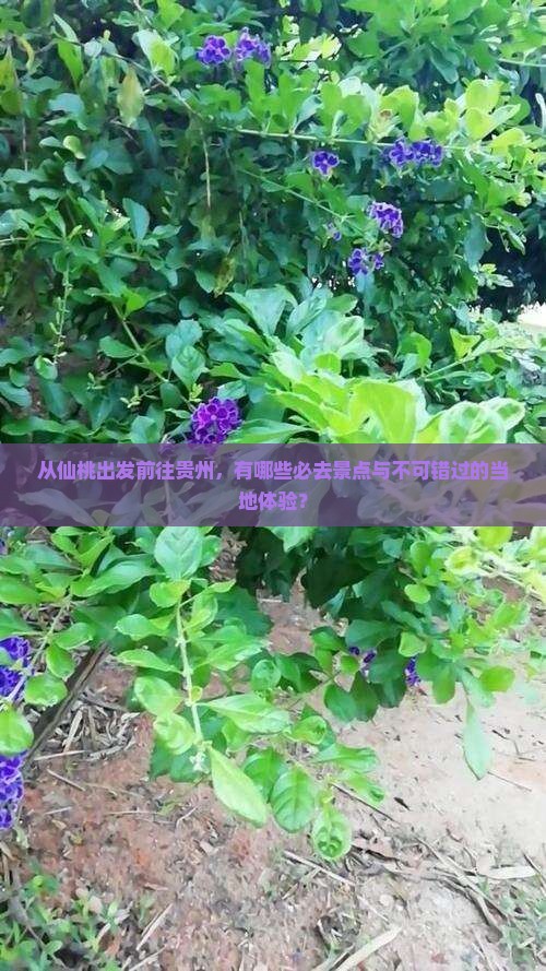从仙桃出发前往贵州，有哪些必去景点与不可错过的当地体验？