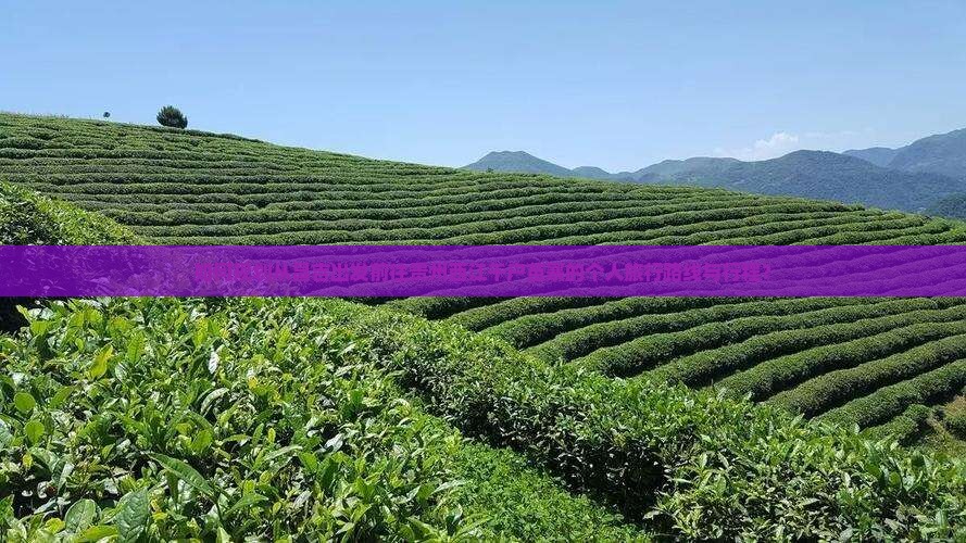 如何规划从昌吉出发前往贵州西江千户苗寨的个人旅行路线与行程？