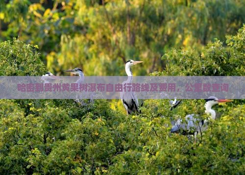 哈密到贵州黄果树瀑布自由行路线及费用，公里数查询