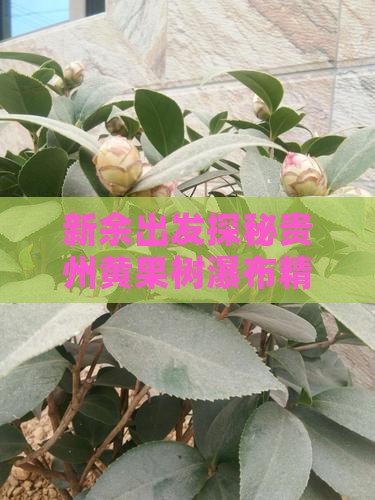 新余出发探秘贵州黄果树瀑布精品团体游