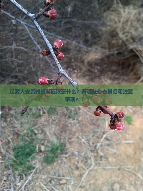 辽源人去贵州旅游应该玩什么？有哪些必去景点和注意事项？
