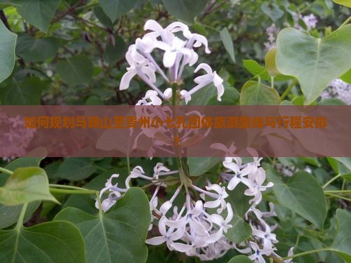 如何规划马鞍山至贵州小七孔团体旅游路线与行程安排？