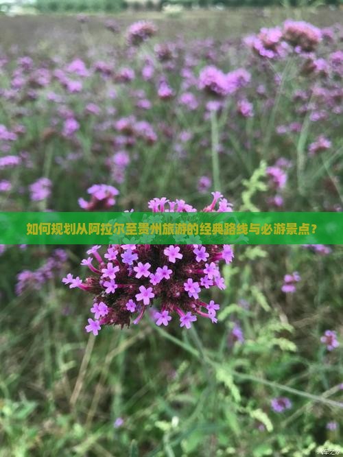 如何规划从阿拉尔至贵州旅游的经典路线与必游景点？