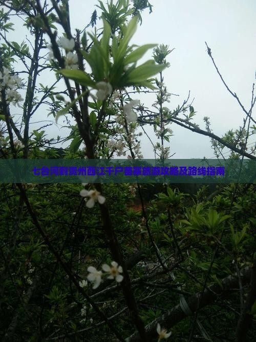 七台河到贵州西江千户苗寨旅游攻略及路线指南