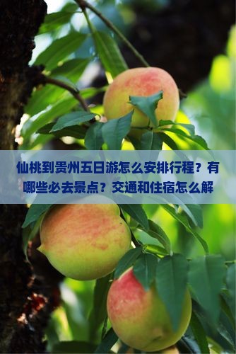 仙桃到贵州五日游怎么安排行程？有哪些必去景点？交通和住宿怎么解决？