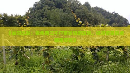 《襄阳出发：贵州西江千户苗寨旅游攻略，探寻苗寨景点哪里好玩》