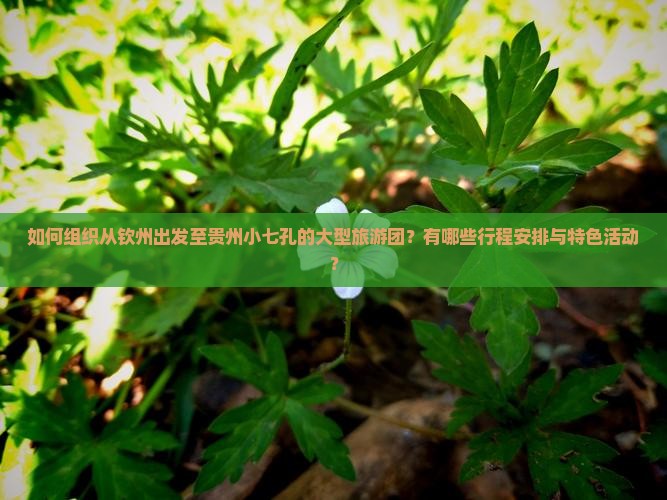 如何组织从钦州出发至贵州小七孔的大型旅游团？有哪些行程安排与特色活动？