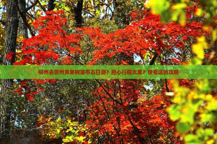 柳州去贵州黄果树瀑布五日游？担心行程太累？快看这份攻略