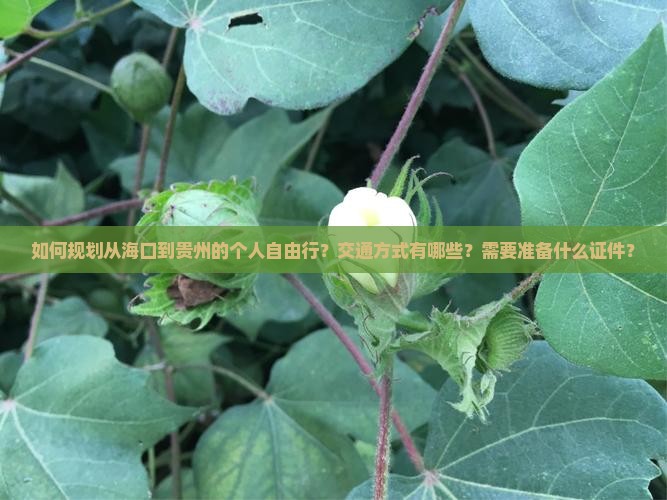 如何规划从海口到贵州的个人自由行？交通方式有哪些？需要准备什么证件？