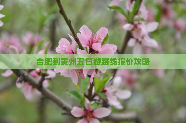 合肥到贵州五日游路线报价攻略