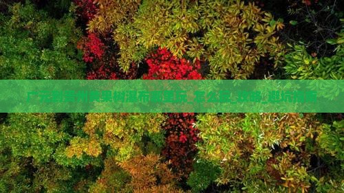 广元到贵州黄果树瀑布哪里玩