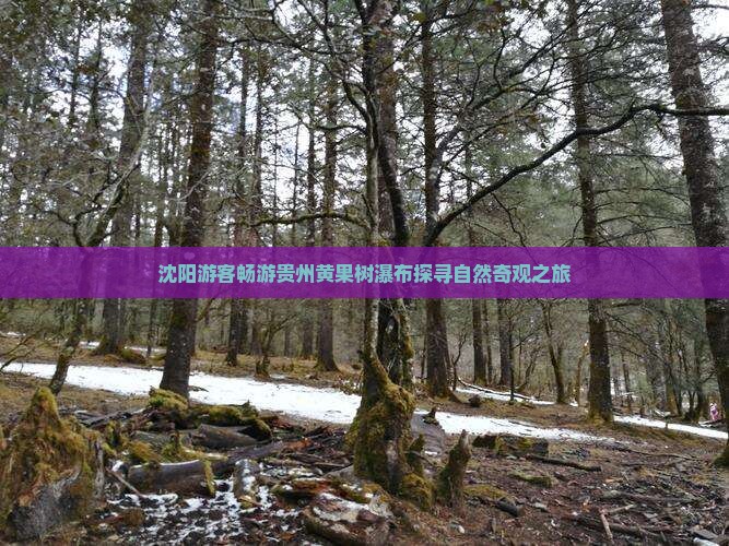 沈阳游客畅游贵州黄果树瀑布探寻自然奇观之旅