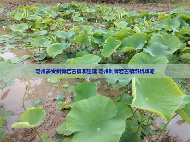 亳州去贵州青岩古镇哪里玩