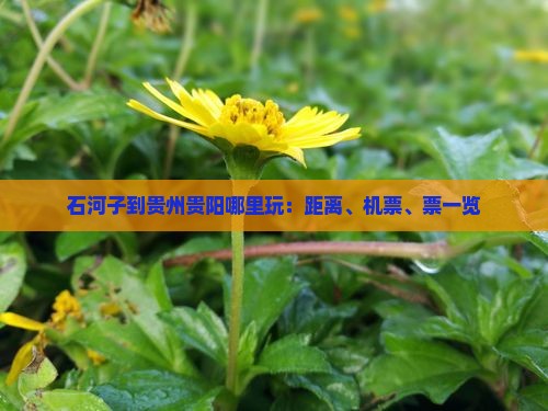石河子到贵州贵阳哪里玩：距离、机票、票一览