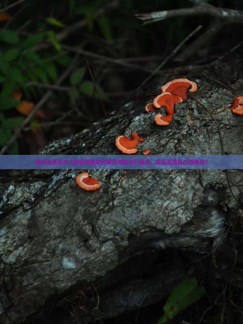 嘉峪关至贵州大型旅游团如何解决游客出行痛点，实现高品质出游体验？