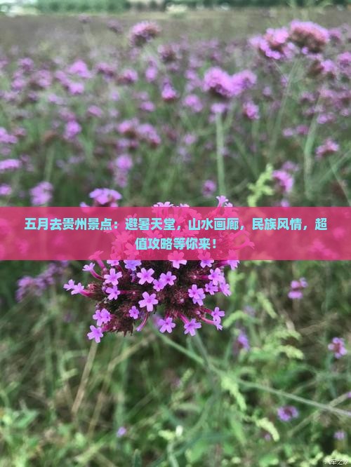 五月去贵州景点