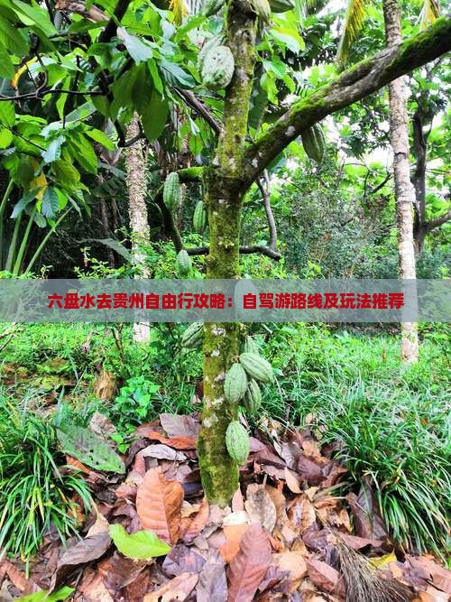 六盘水去贵州自由行攻略：自驾游路线及玩法推荐