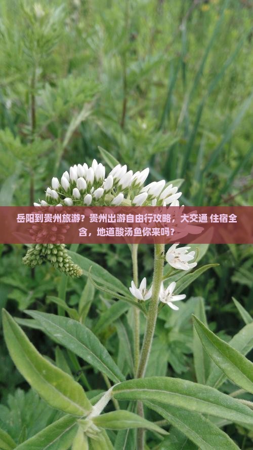 岳阳到贵州旅游？贵州出游自由行攻略，大交通+住宿全含，地道酸汤鱼你来吗？