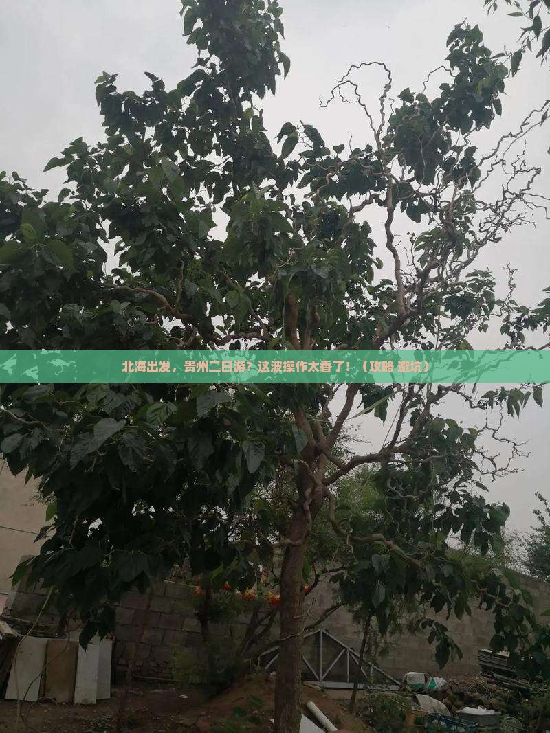 北海到贵州二日游