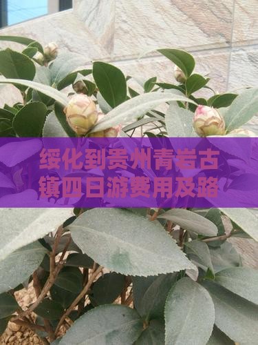 绥化到贵州青岩古镇四日游费用及路线攻略