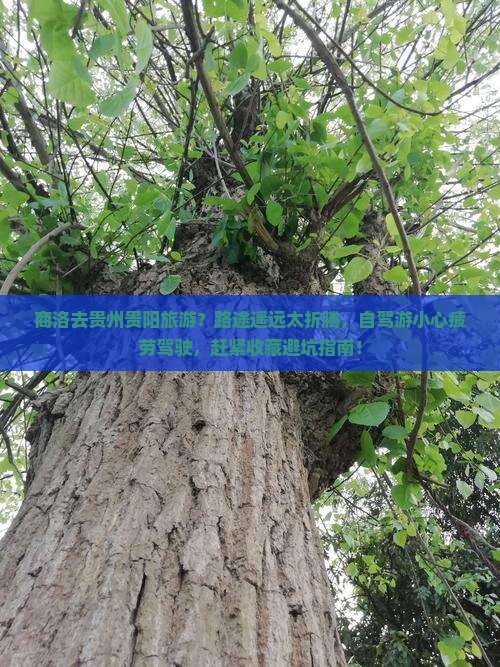 商洛去贵州贵阳旅游？路途遥远太折腾，自驾游小心疲劳驾驶，赶紧收藏避坑指南！