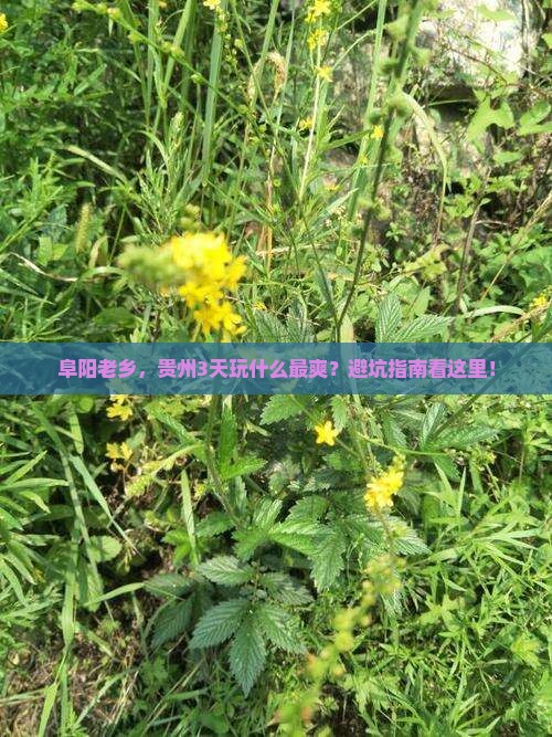 阜阳去贵州三日游 阜阳去贵州三日游