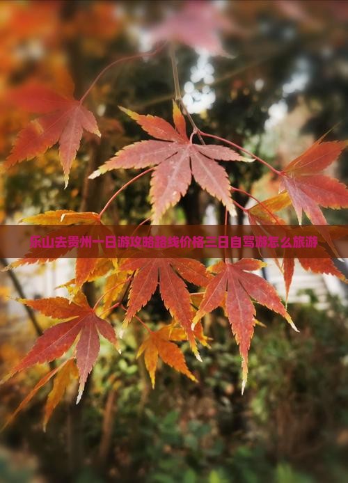 乐山去贵州一日